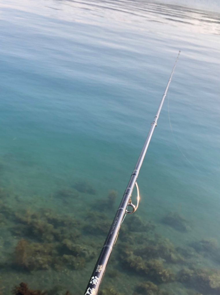 アオリはまだかな?