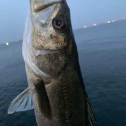 朝マヅメ青物狙いとシーバス