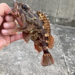 今年初の沖堤は・・・