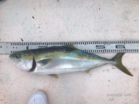 4/25 橘湾ジギング&タイラバ