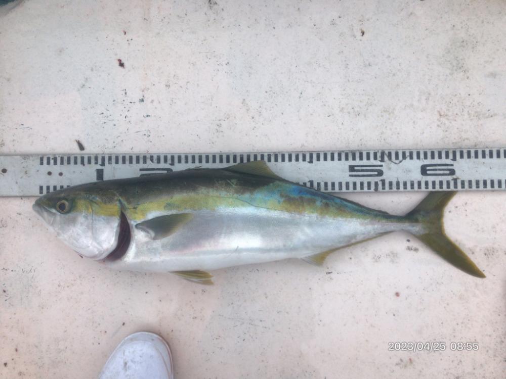 4/25 橘湾ジギング&タイラバ