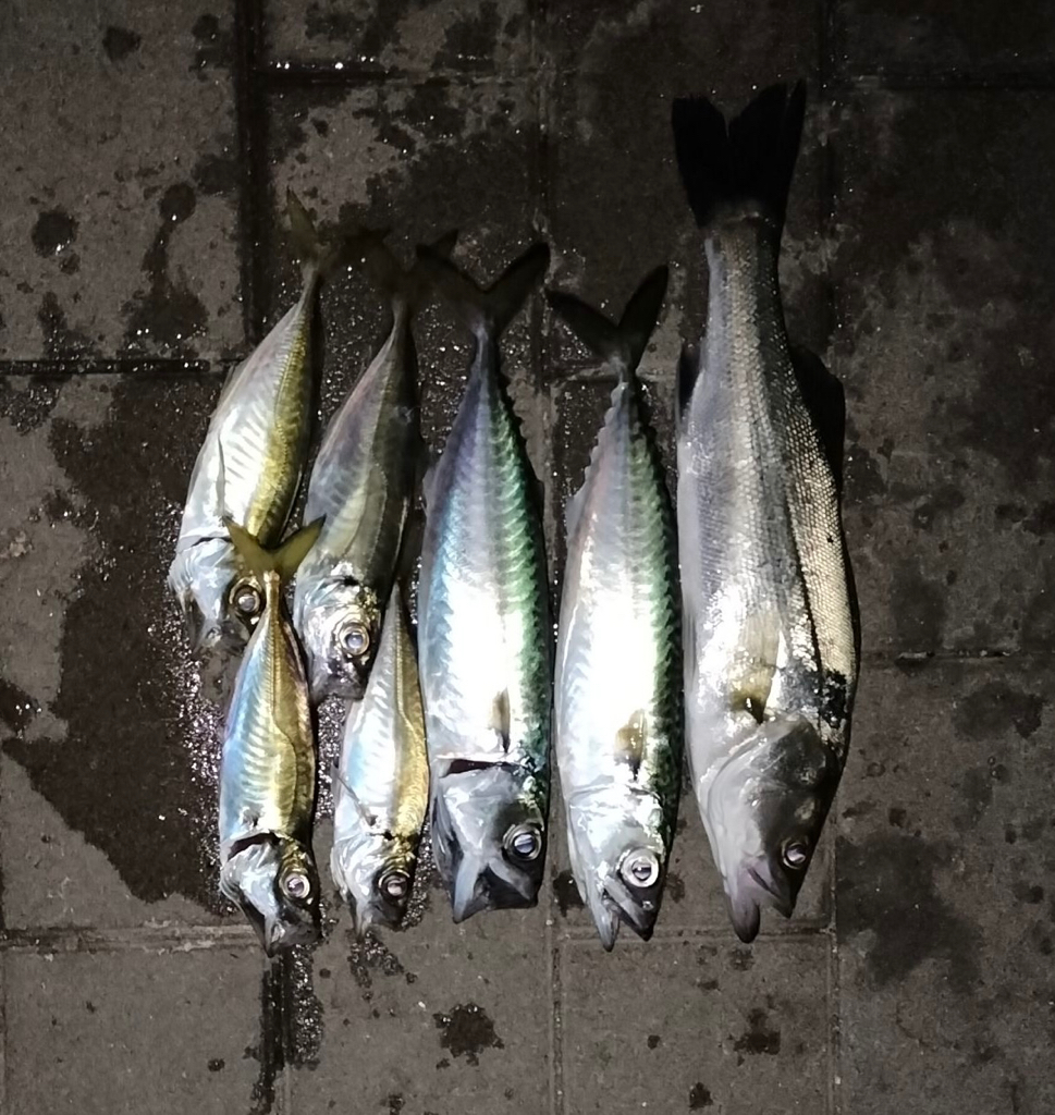 シーバスリベンジ釣行❗️