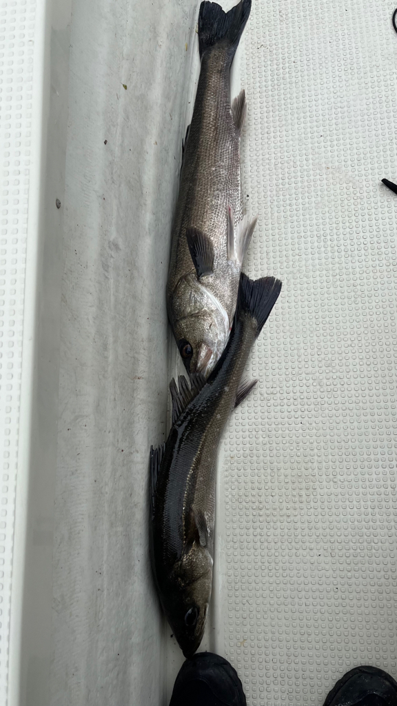 オフショアキャスティング