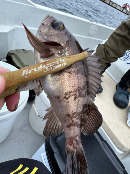 ボートメバリング？アジング？