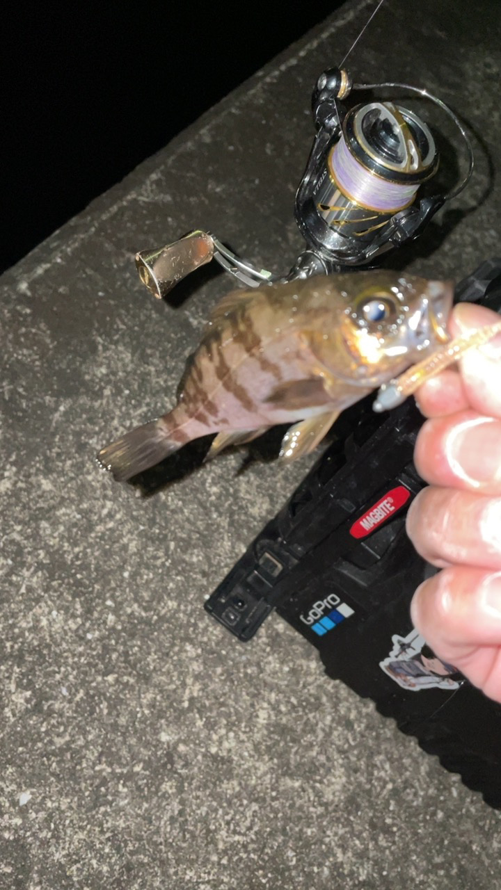 爆風メバリング