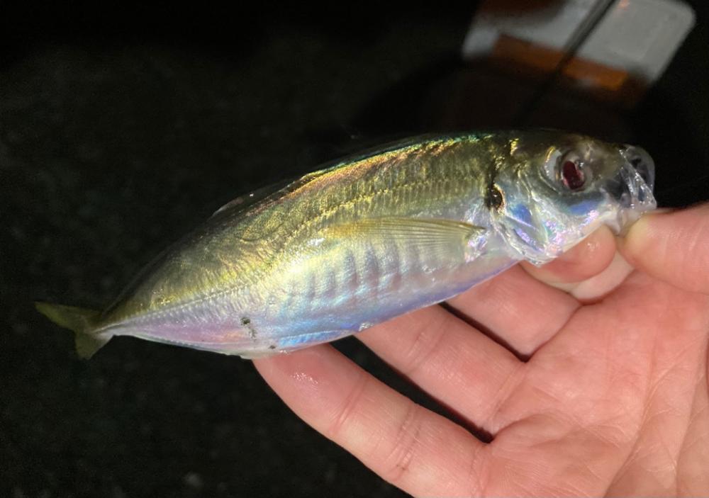 美味しいやつ👍