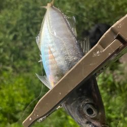 ジグ単de〜アジング^ ^