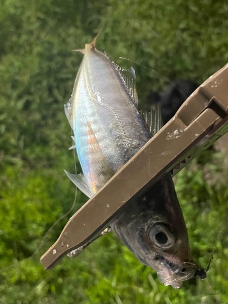 ジグ単de〜アジング^ ^