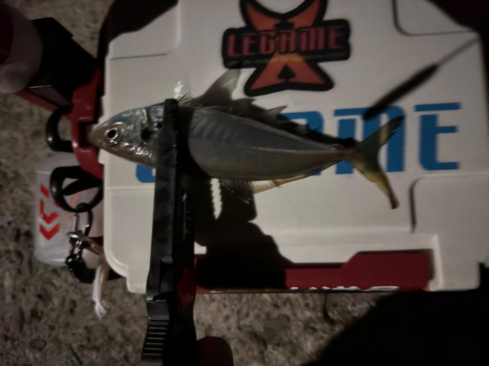 ４月10日、4月12日釣果