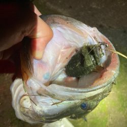 ブルフラットで55cm!!