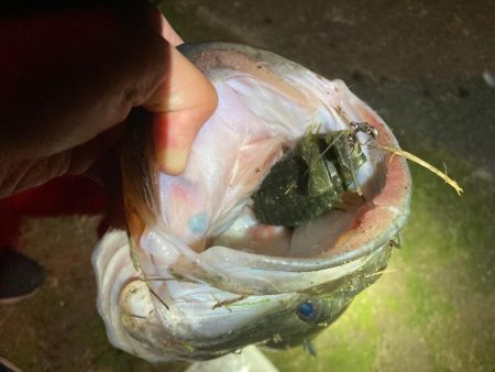 ブルフラットで55cm!!