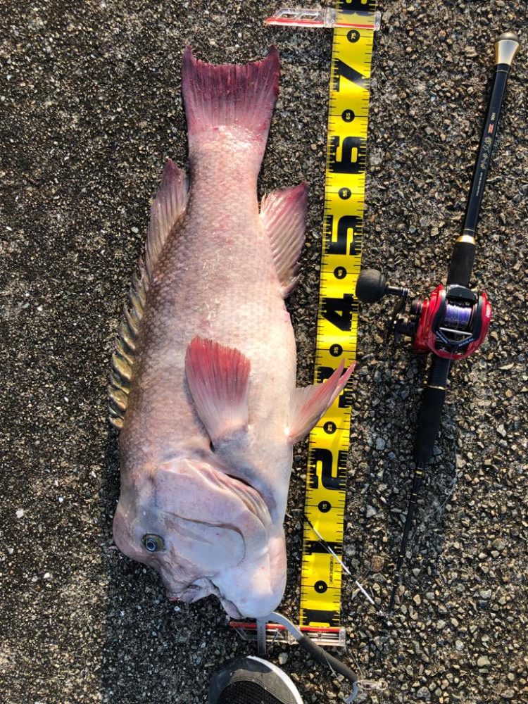 はじめてのコブ