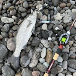 相棒はマリノ9.9Ｈ