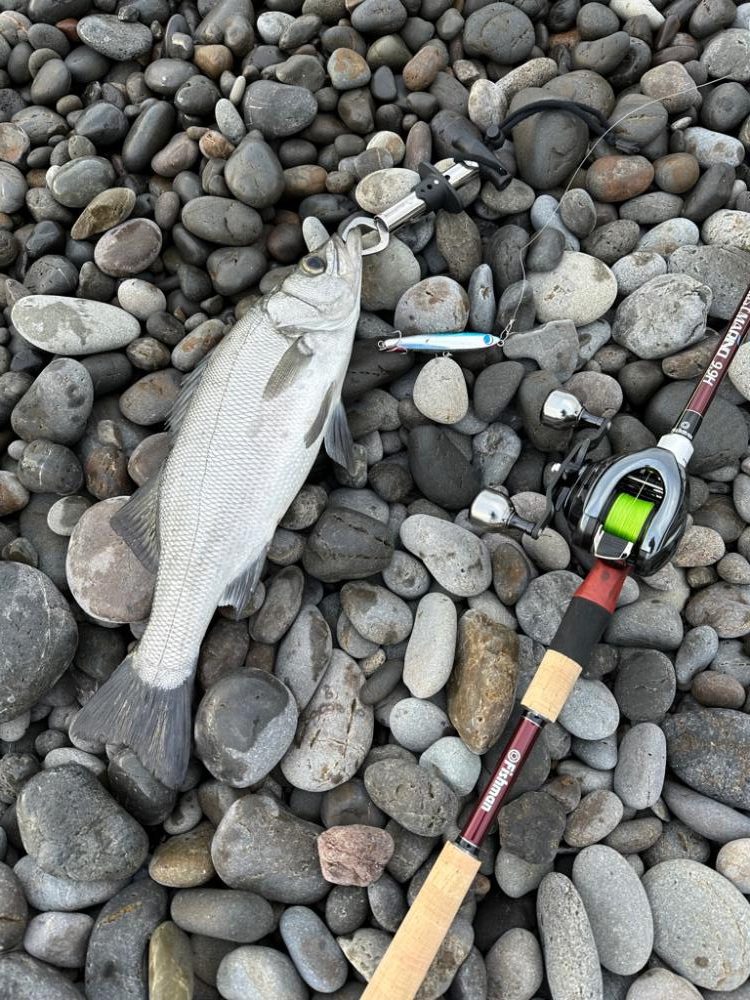 相棒はマリノ9.9Ｈ