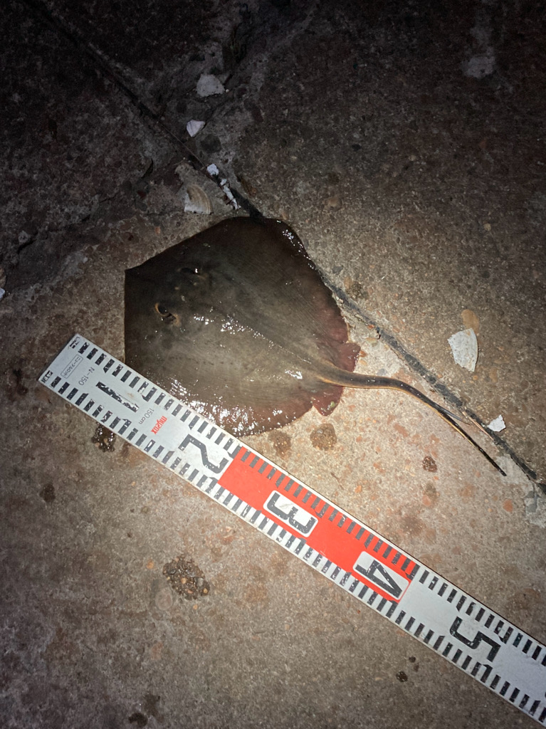 まるでステルス型戦闘機エイィィーーー