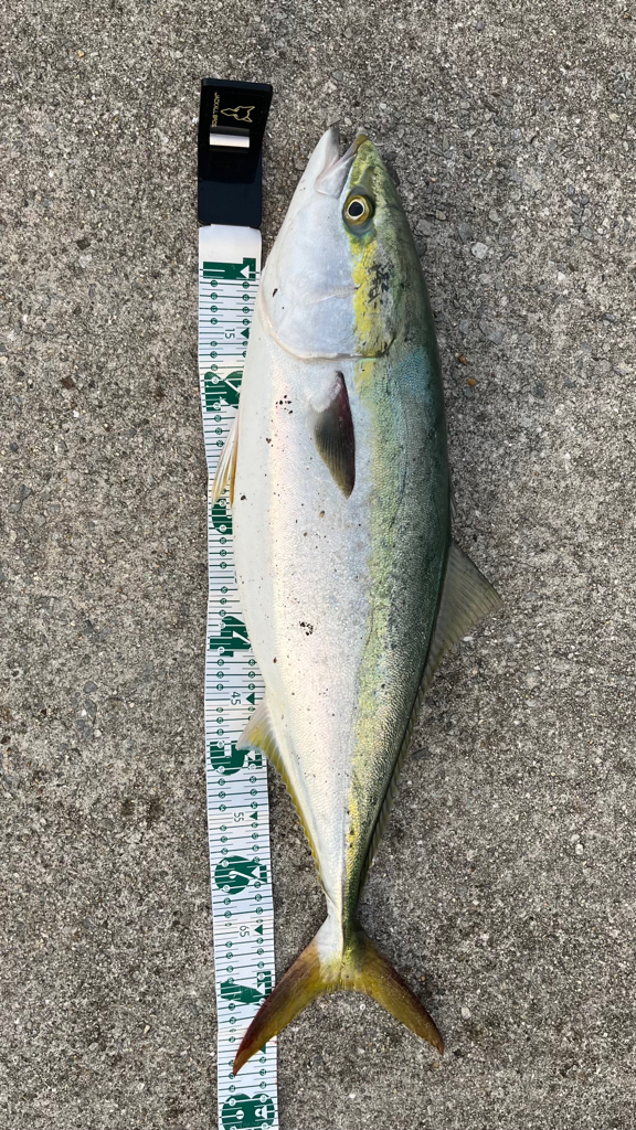 いよいよシーズン開幕_(┐「ε:)_