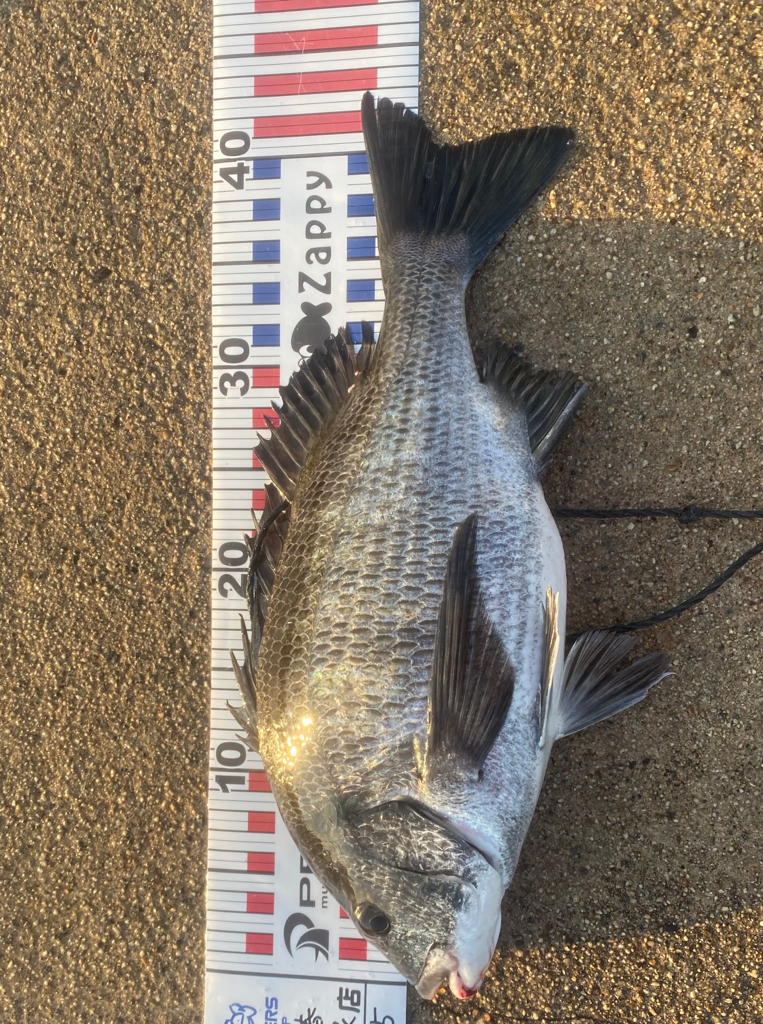 クロダイとシーバス