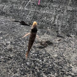 週末は爆風ばっかり。キス釣り★の季節！