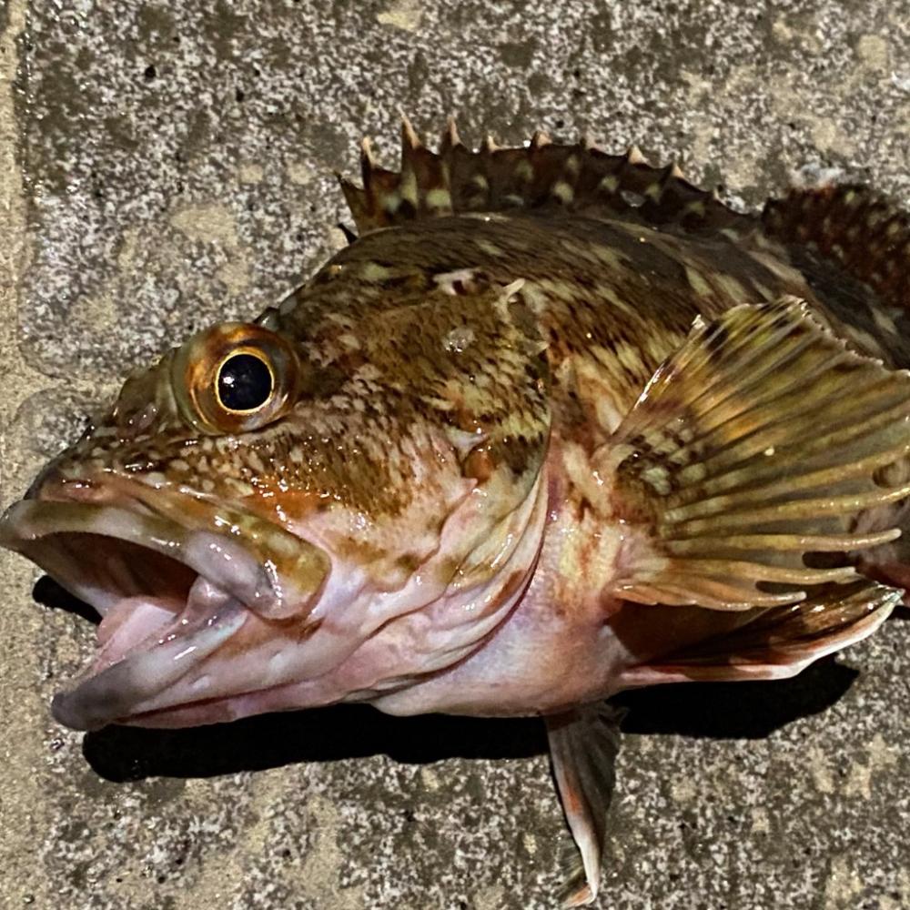 メバキング初釣果