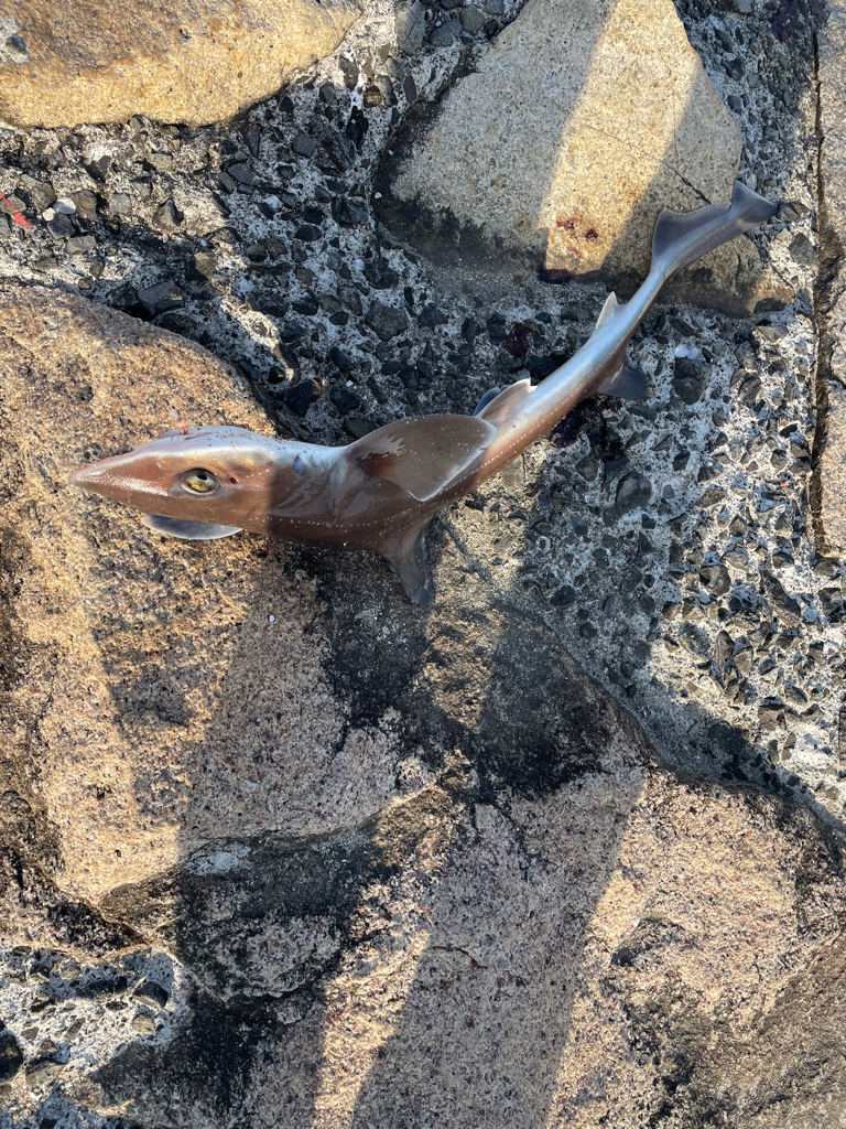 久しぶりの釣果