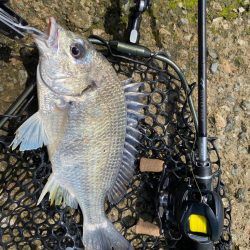 チニング  淀川の水が綺麗過ぎ