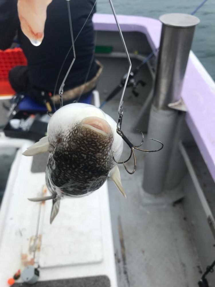 室津カットウ釣り