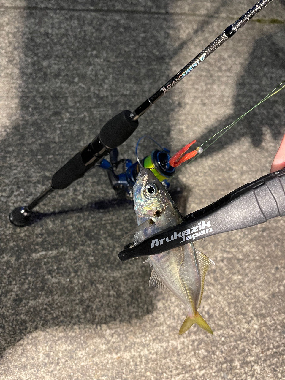 舞鶴でアジング