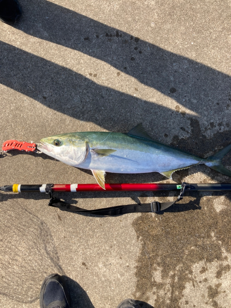 寒の戻りで青物乱舞