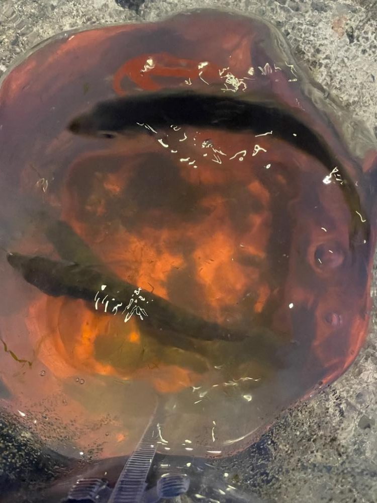 越前海岸でアジング