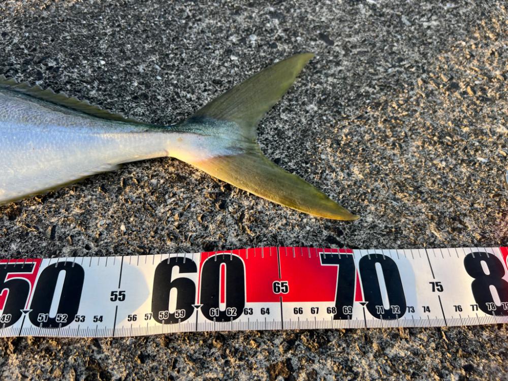 青物戦線異常アリ？ナシ？