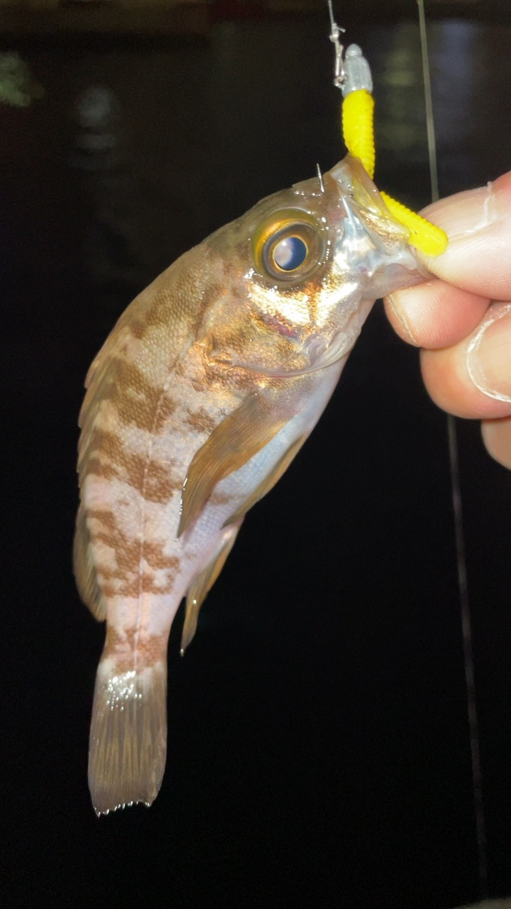 爆風メバリング