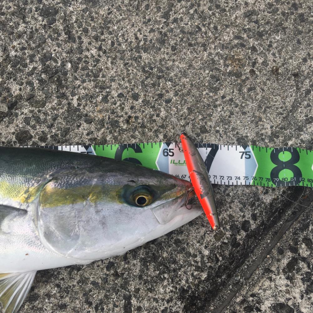 今年（今春） 初青物