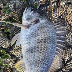 淀川ブリームゲーム