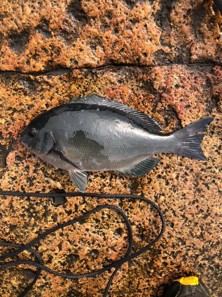 1ヶ月ぶりのカゴ釣り