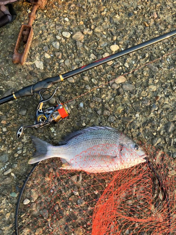 エビ撒きで乗っ込みチヌ狙い