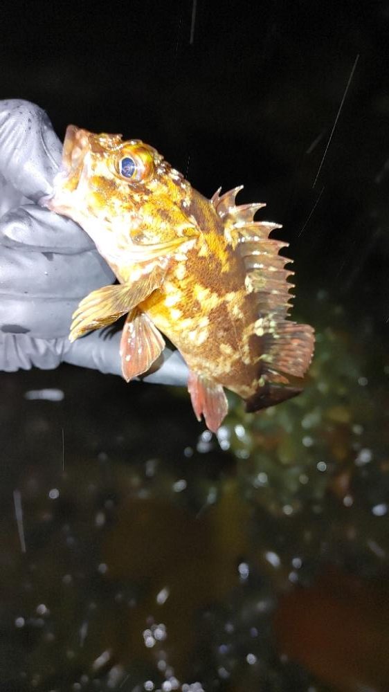 メバル シーバス