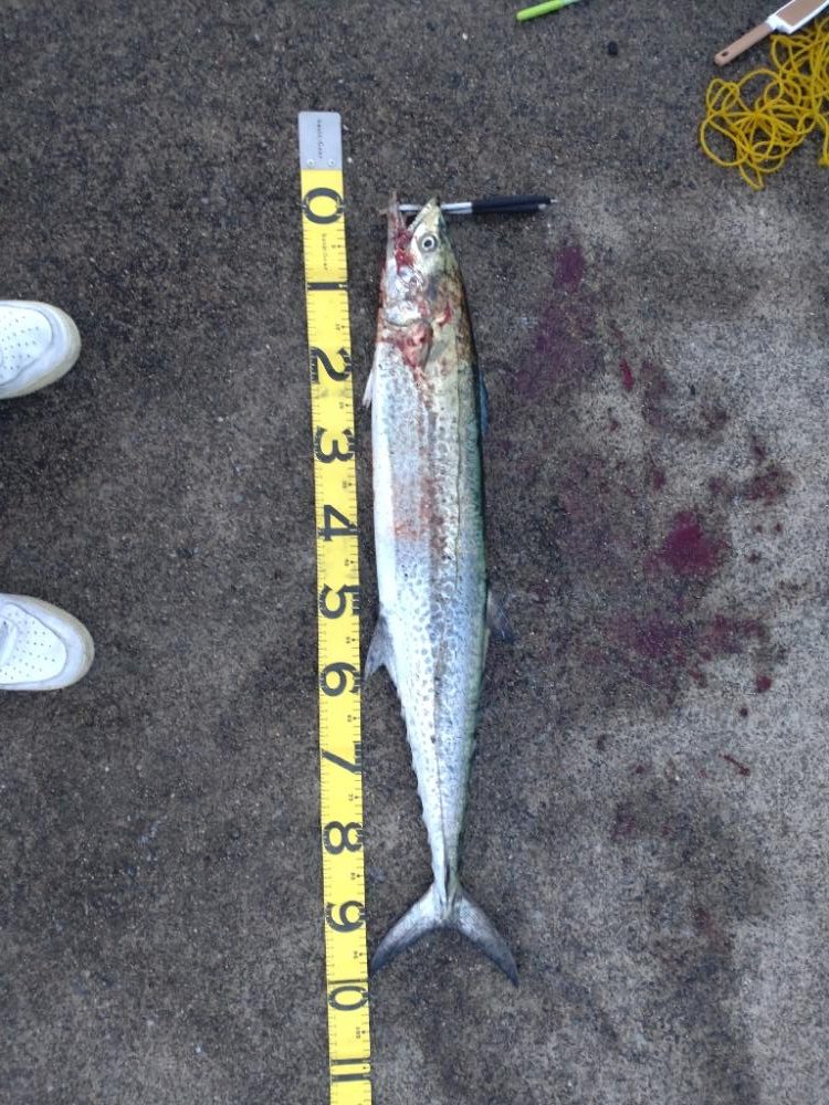 ショアで春鰆‼️