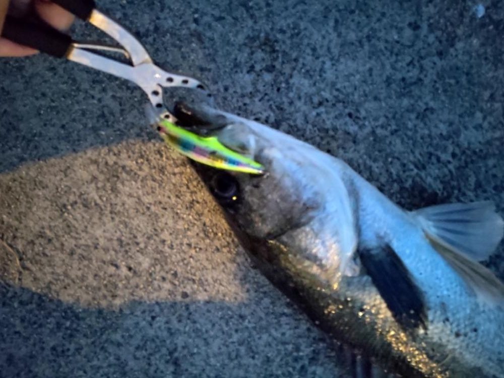 今年初シーバス！