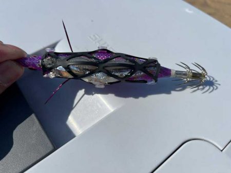 大雨の後はコウイカ反応無し