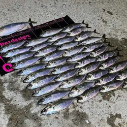 爆風でも豆アジ入れ食い！Mozuエリオンが最強！！