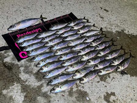 爆風でも豆アジ入れ食い！Mozuエリオンが最強！！