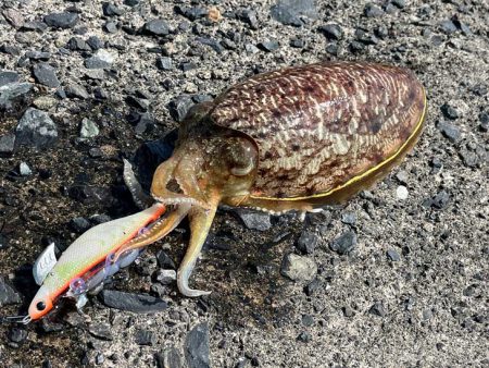 もぐもぐサーチにキビナゴ巻いてコウイカ爆釣モード！