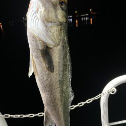 大在でアジング