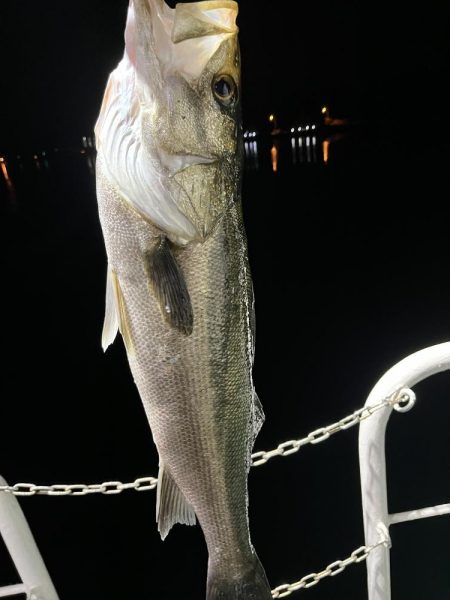 大在でアジング