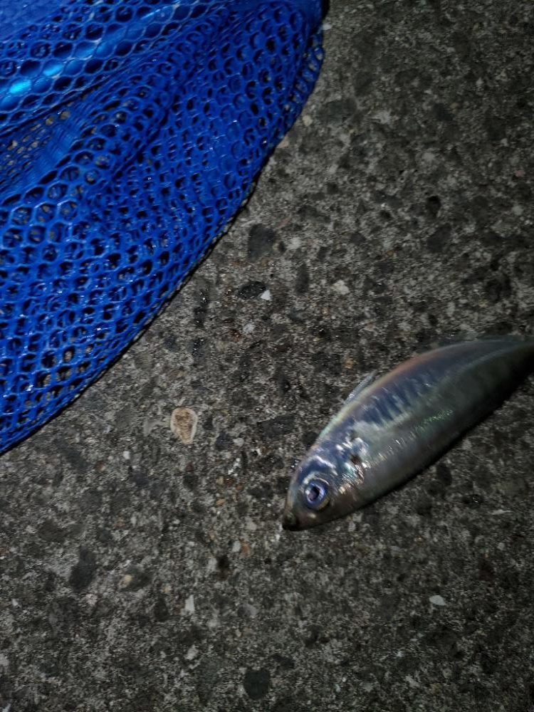 アジング、メバリング