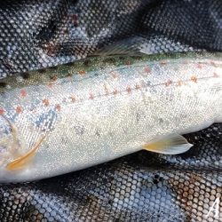 揖保川支流、絶好調！