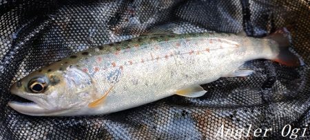 揖保川支流、絶好調！