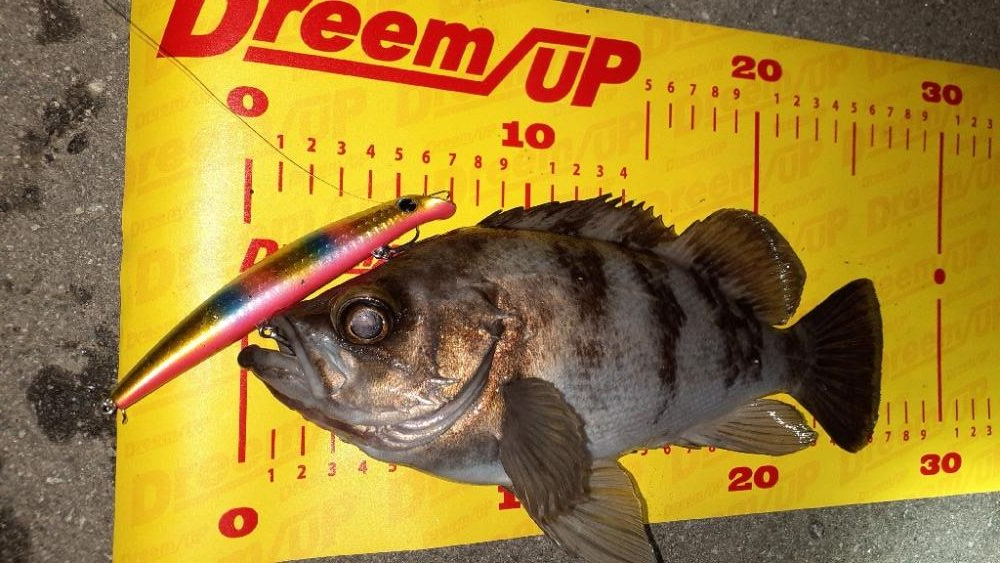 シーバス狙いで😊