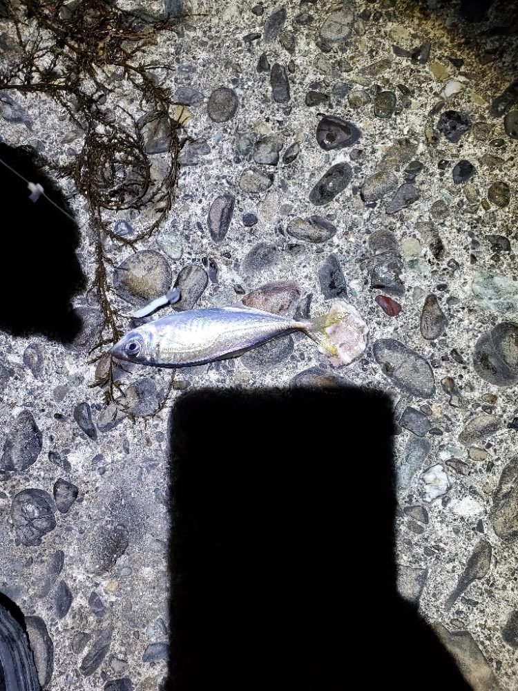 アジング　ポイント探し