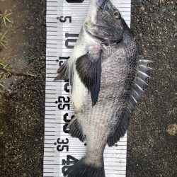 イチノ兄弟(兄)釣果!